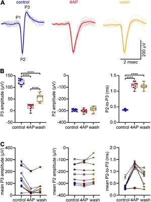 Calcium/calmodulin-dependent protein kinase II associates with the K+ channel isoform Kv4.3 in adult rat optic nerve